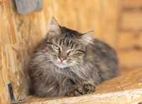 Толстячок Мореарти 1 год, красивый полосатый кот, нежный котик
