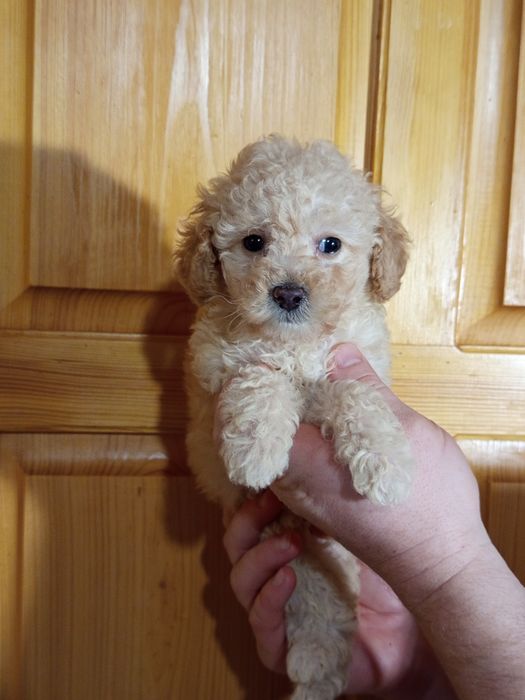 Девченка Пудель в самую лучшую семью