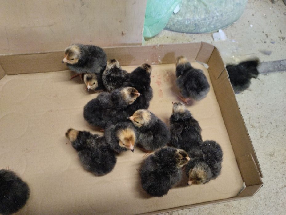 Pisklęta kur vorwerk kurczęta