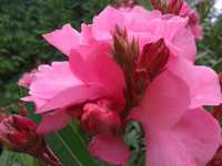 Oleander różowy  pełny kwiat