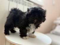 Piesek czarny shih tzu