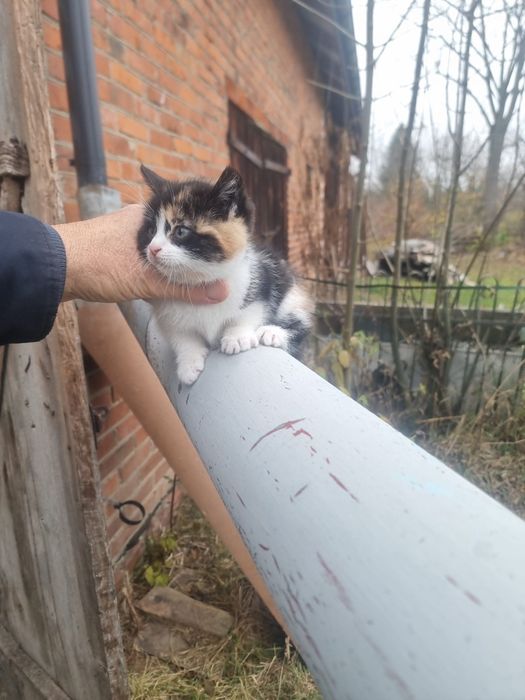 Oddam  male kotki kotek kocurki czarne i kolorowe