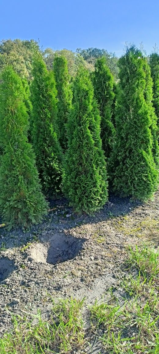 Tuja Szmaragd PROMOCJA 130-140cm