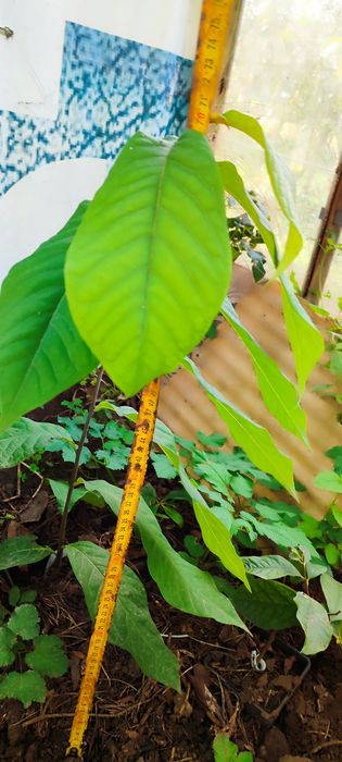 Азиміна, сортові чотирирічні саджанці