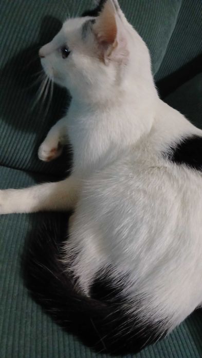 Oddam kotkę w dobre ręce, za darmo