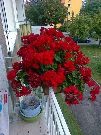 Pelargonie - Kwiaty Balkonowe i Rabatowe.