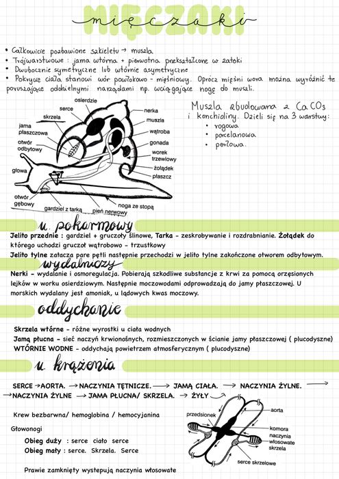 Notatki biologia matura - Notatki maturalne biologia 2025