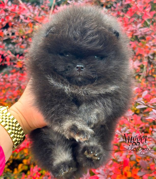 Pomeranian szpic /miniaturowy