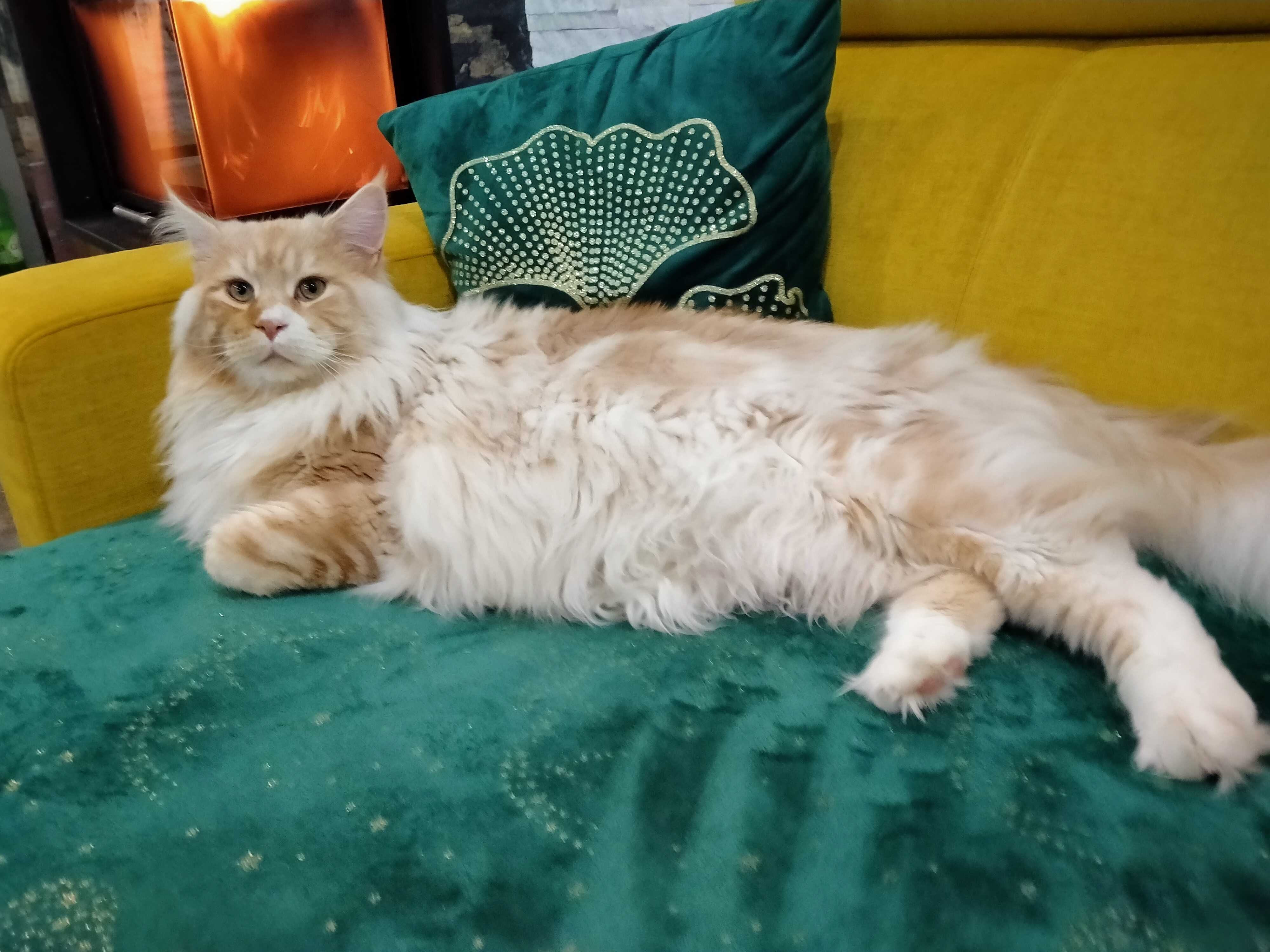 Maine coon kotka