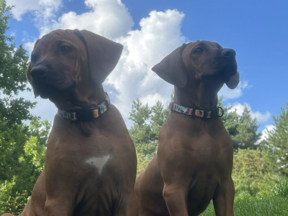 Rhodesian ridgeback - dwie ostatnie suczki