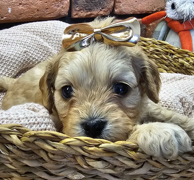 Cavapoo piekny chłopczyk
