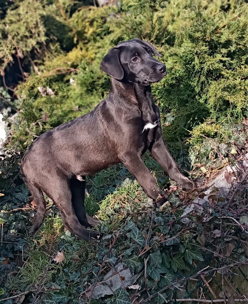 Szczeniaki w typie labradora szukają domów