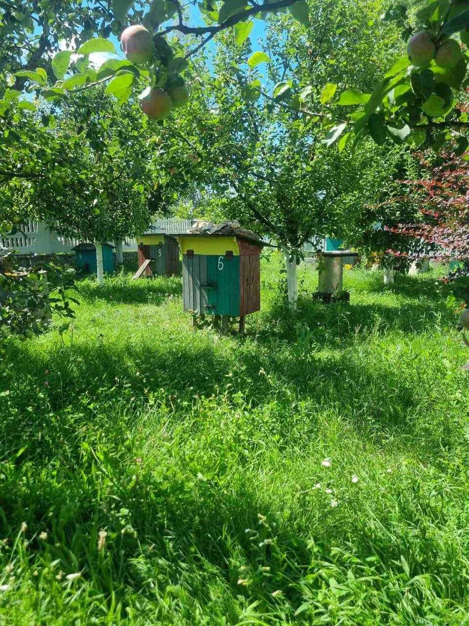 Свіжий мед із власної пасіки 150 грн