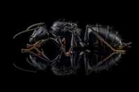 Mrówki Camponotus japonicus, egzotyczne, dla początkujących