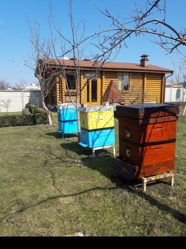 Продам пасіку з бджолами