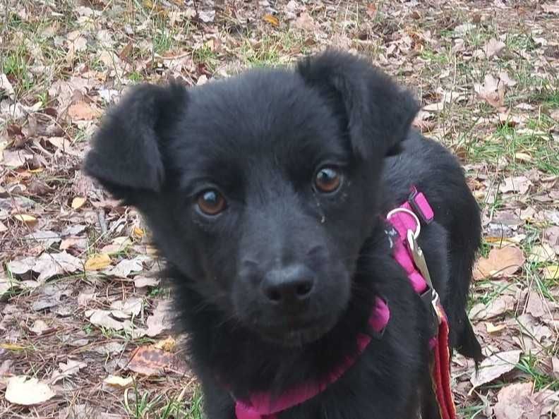 MABISIA - przestraszona dziecinka w schronisku, szczeniak ok. 6 msc