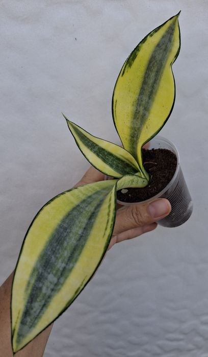 Сансевиерии РАЗНЫХ сортов