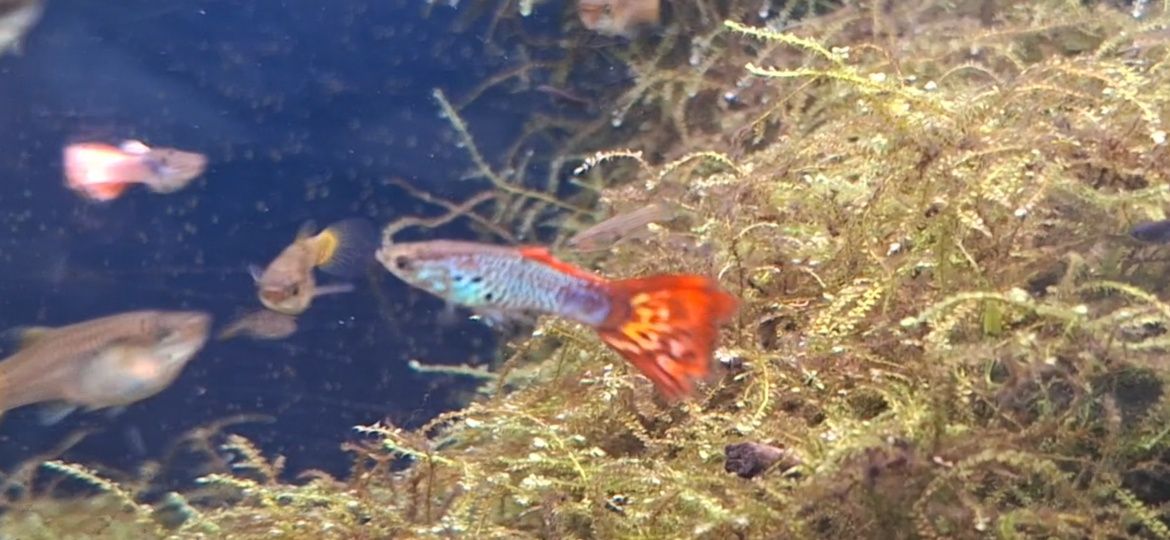 Guppys coloridos