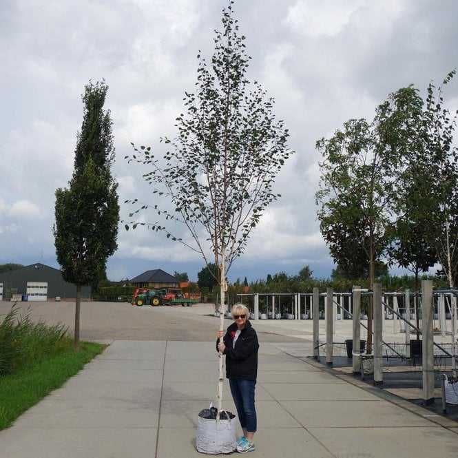 Brzoza Doorenbos - 2m - 6m duże sadzonki najbielsza kora - transport !