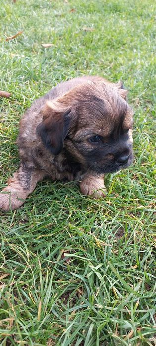 Віддам в добрі руки цуценя -дівчинка