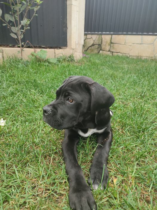 Дівчинка кане корсо