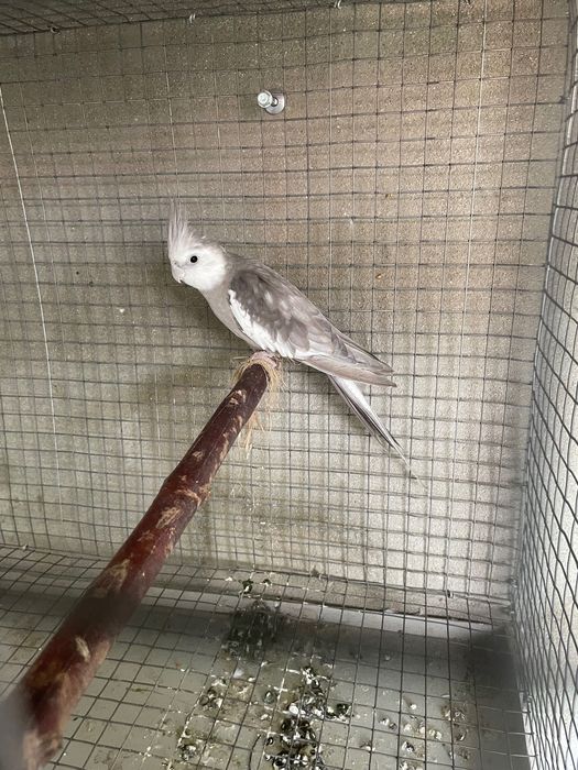 Caturras canela, arlequim e albina