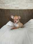 Cachorro macho  Chihuahua