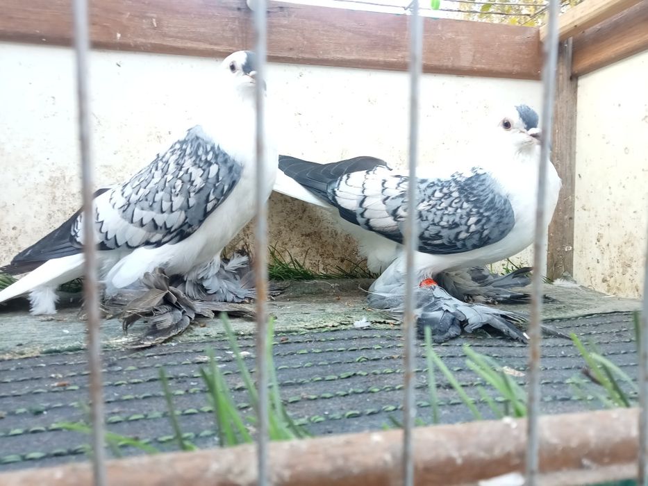 Sprzedam Czajki Saksońskie