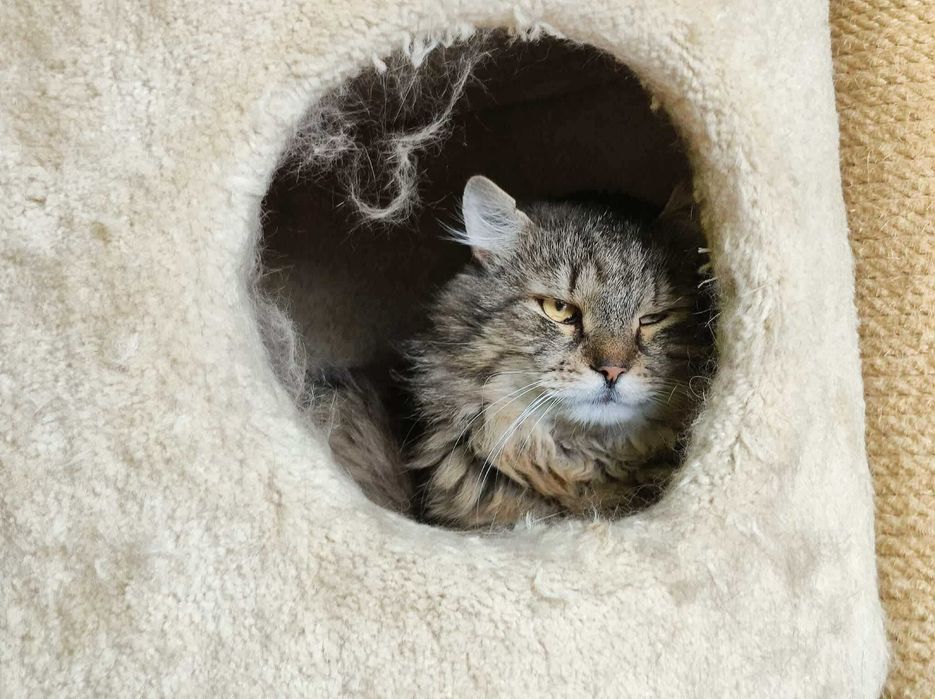 długowłosy dostojny Baron szuka spokojnego domu - kocurek do adopcji