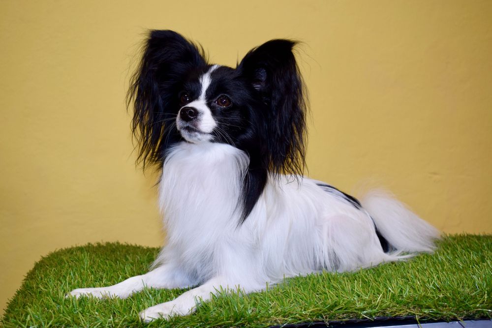 Щенок Папильон Мальчик