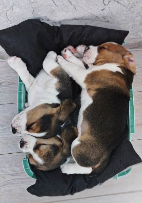 Продам цуценят бігля