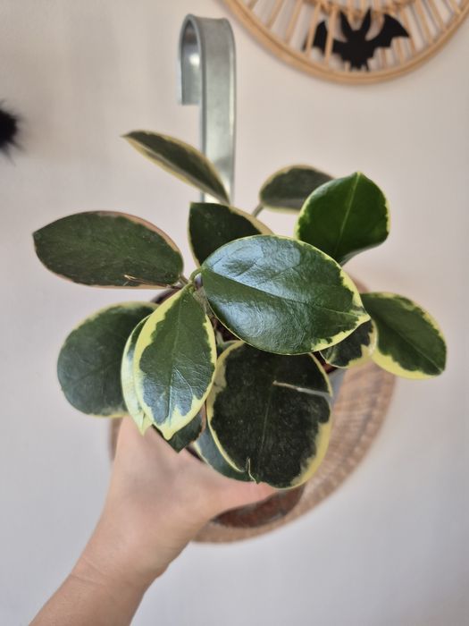 Hoya blondie hoja kolorowa