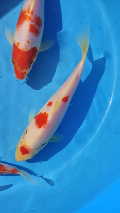 Carpas koi 10 a 18cm