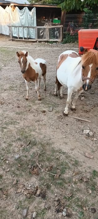 Kucyk kucyki klacz z źrebakiem