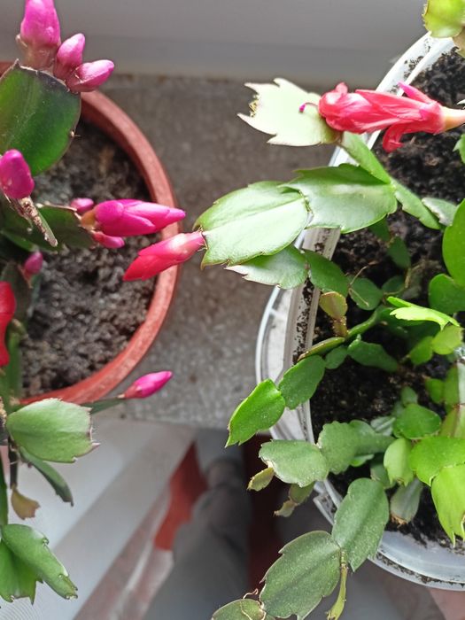 Kaktusy schlumbergera grudniki, wielkanocniki pędy, epiphyllum biały
