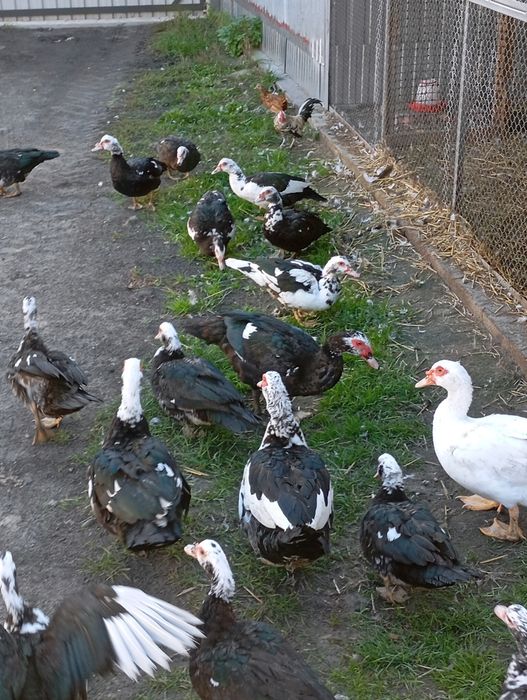 Sprzedam kaczki francuskie tegoroczne