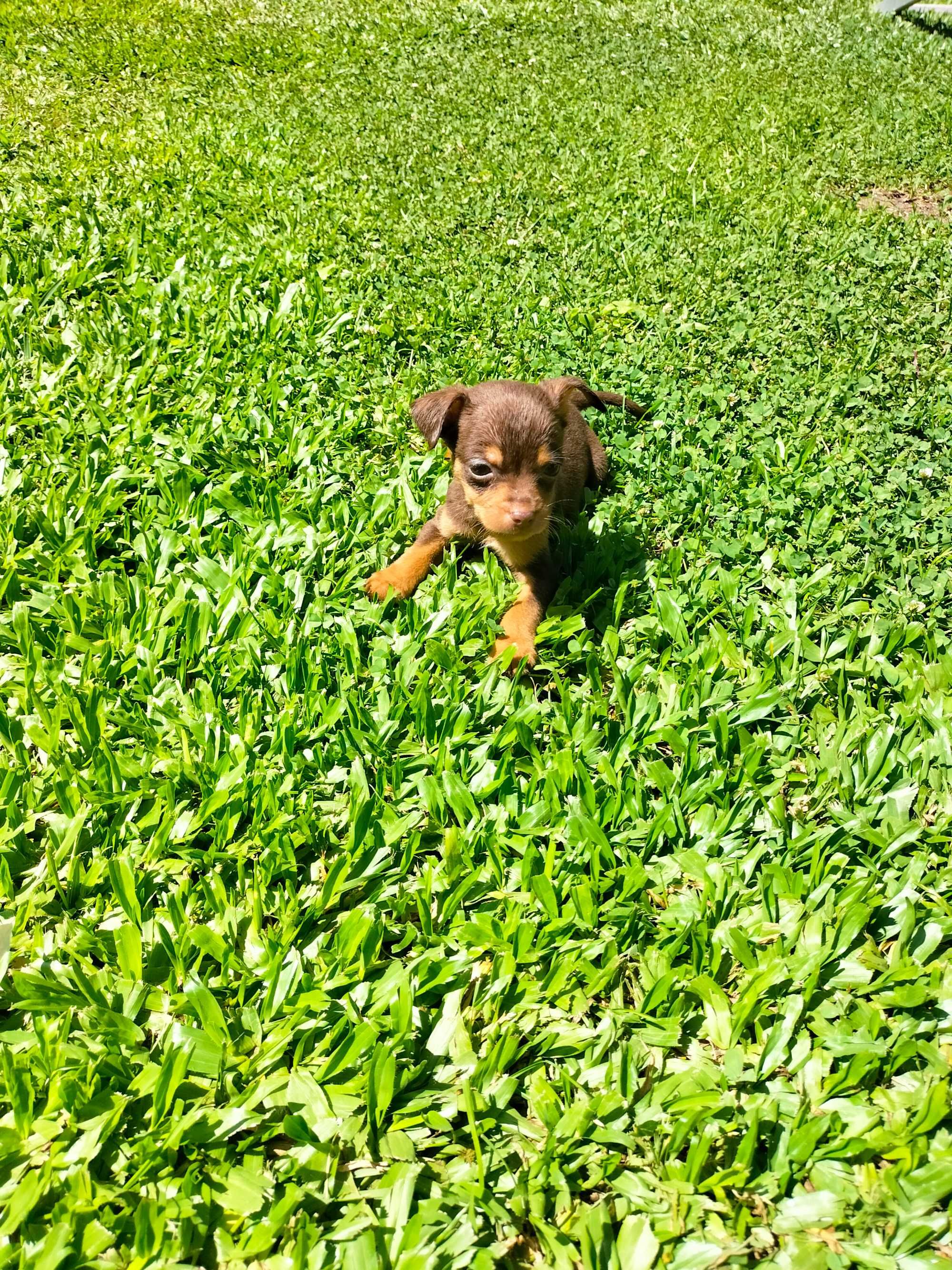 Pinscher mini chocolate