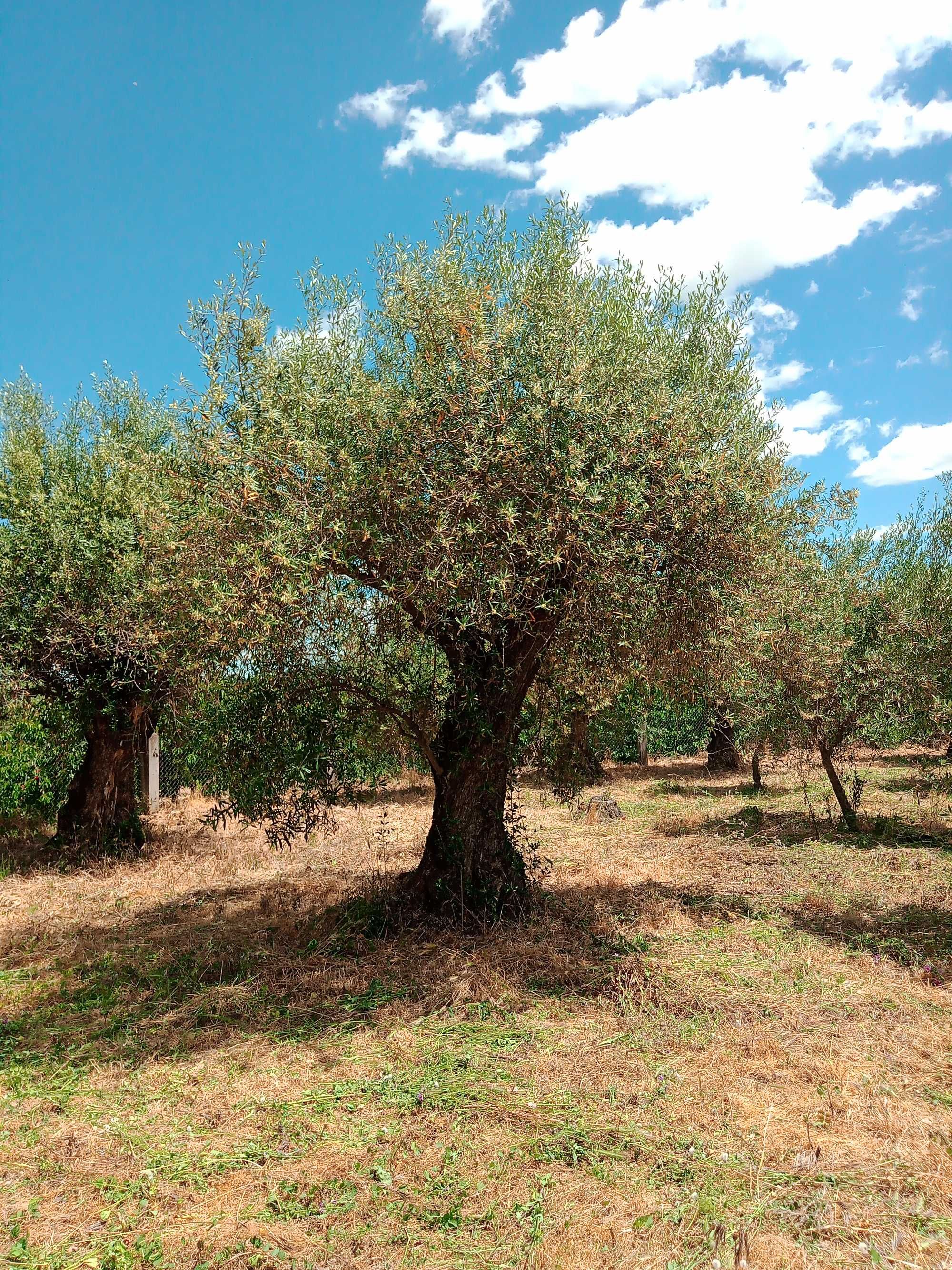 Oliveiras velhas para venda