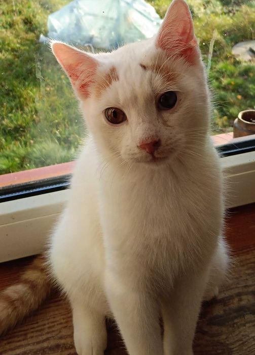 Albinek czeka na dom.