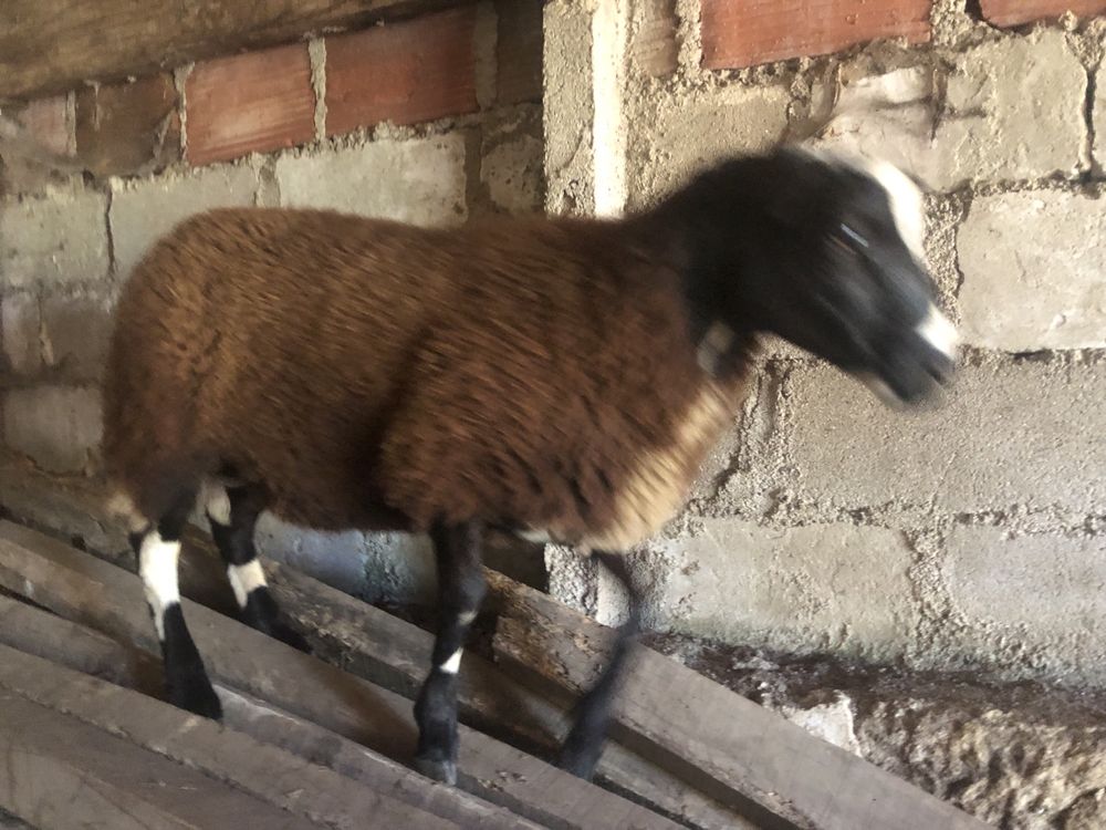 Vendo casal de borregos malhados holandes x texel blue.