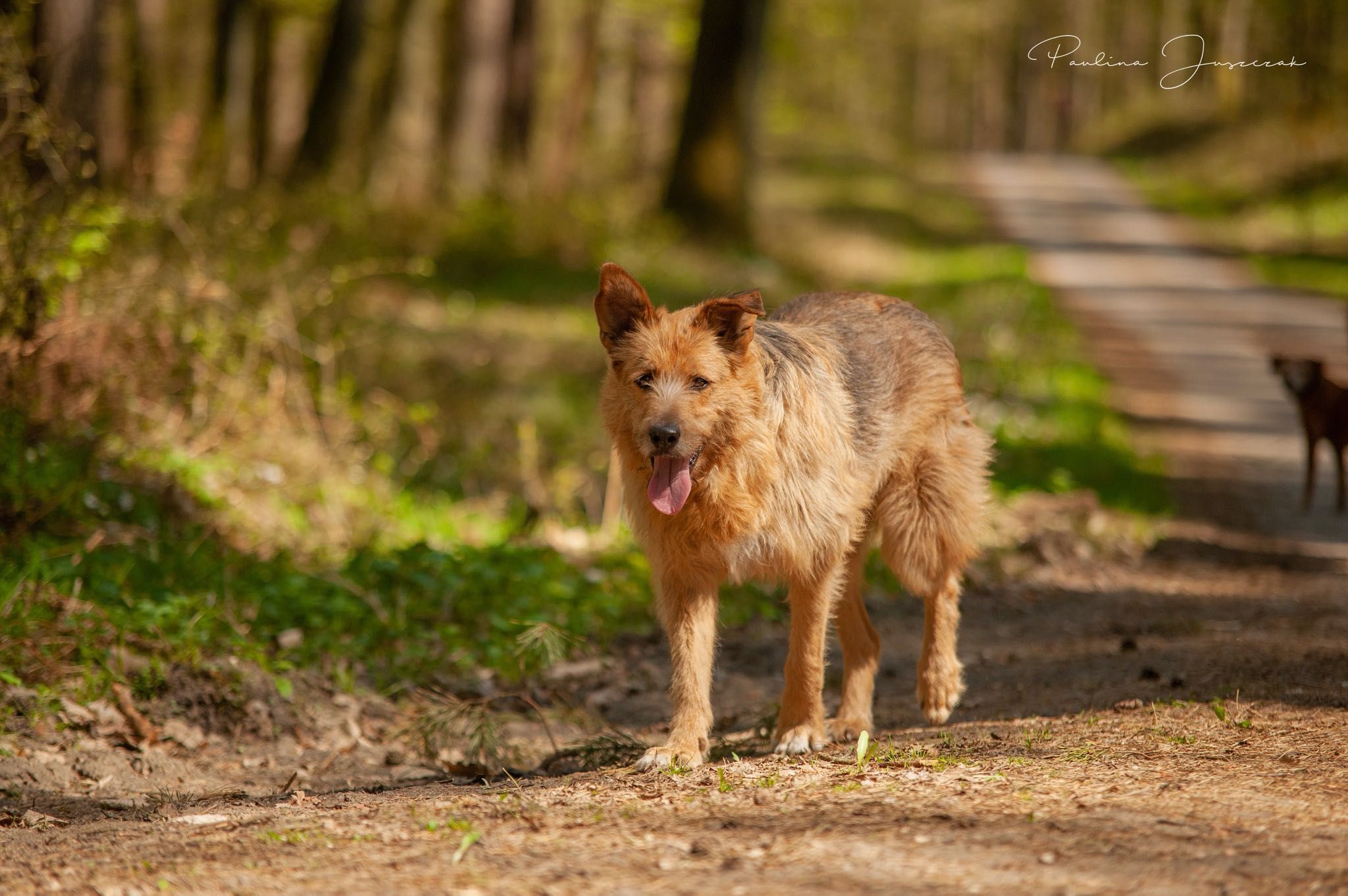 Morel szuka domu! Duży rudy pies do adopcji