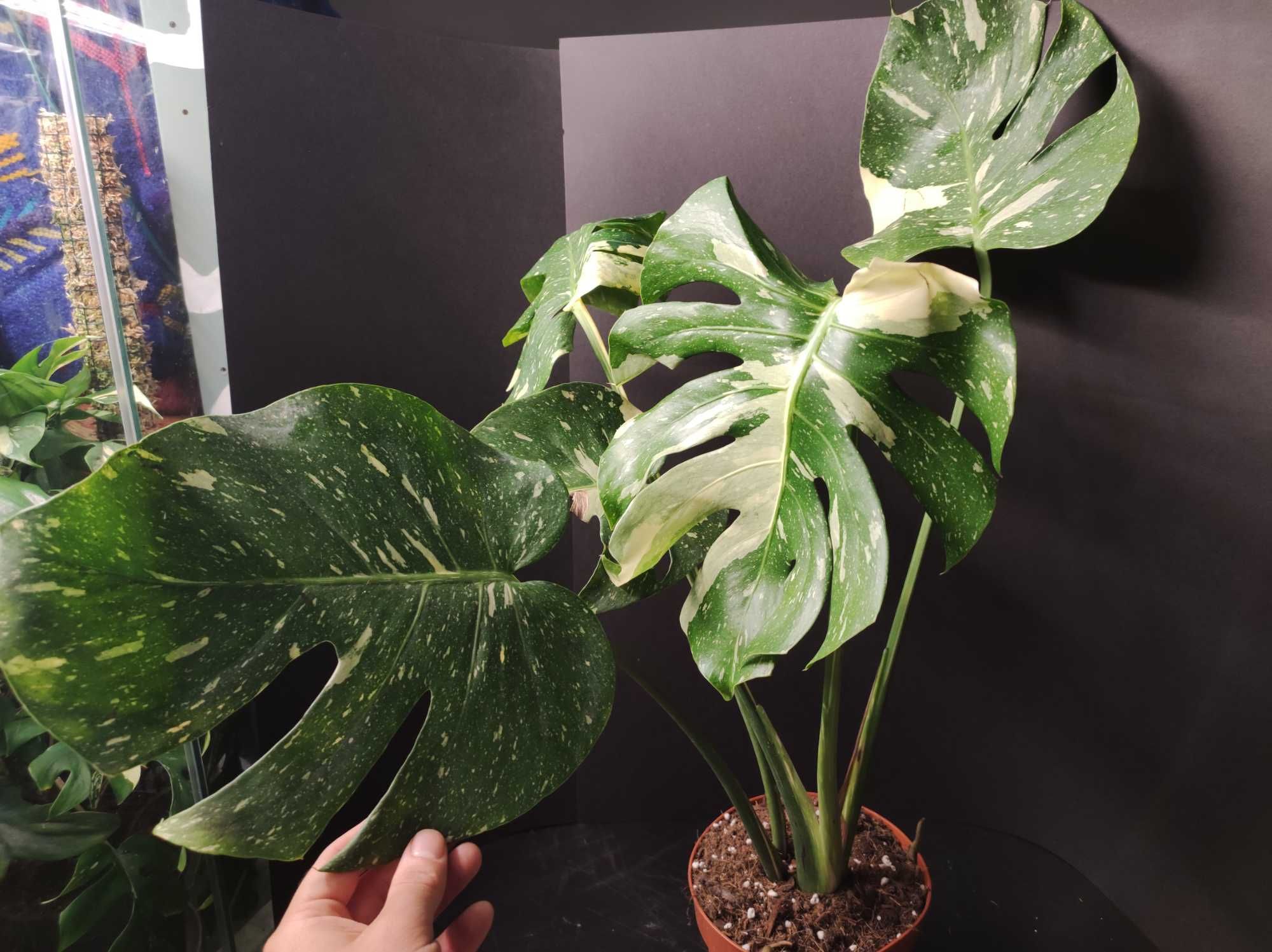 Monstera Thai Constellation