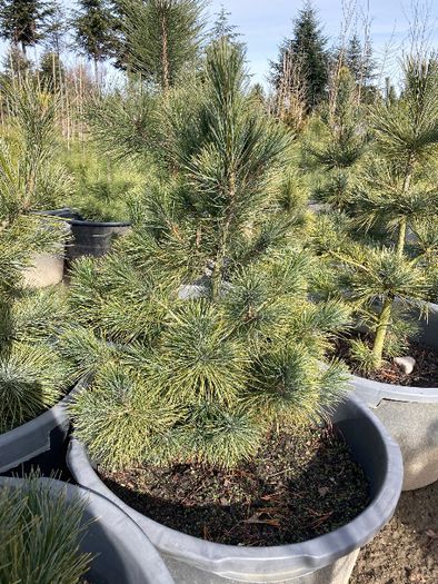 SOSNA Limba 'PINUS CEMBRA' wys ok. 60CM