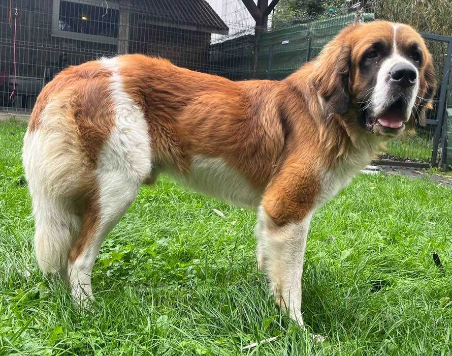 Malutki- bernardyn do adopcji