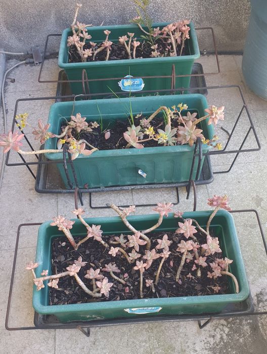 Vendo floreira com suculenta ofereço expositor e prato de fundo.
