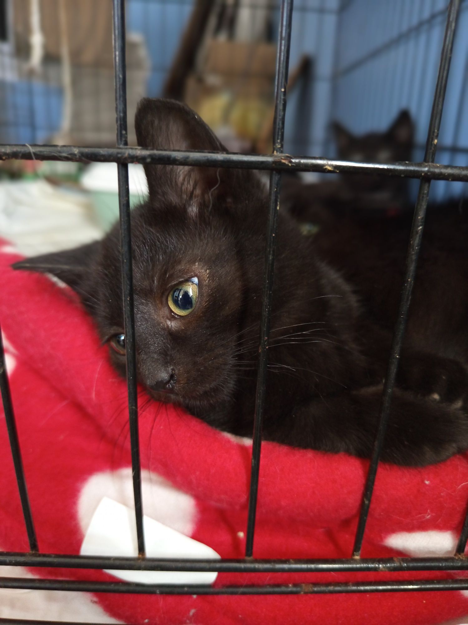 Bruno poleca się do adopcji