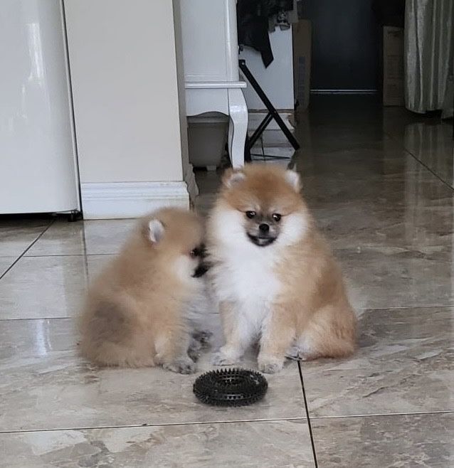 Szpic miniaturowy pomeranian xs miś piesek sable puszysty