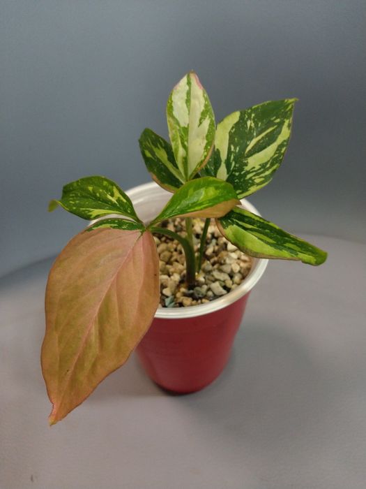 Syngonium Red Spot Tricolor