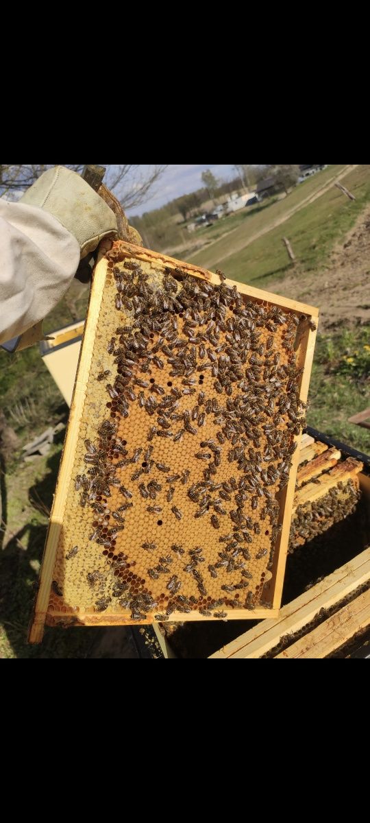 Miód pszczeli wielokwiatowy i spadziowo-lipowy