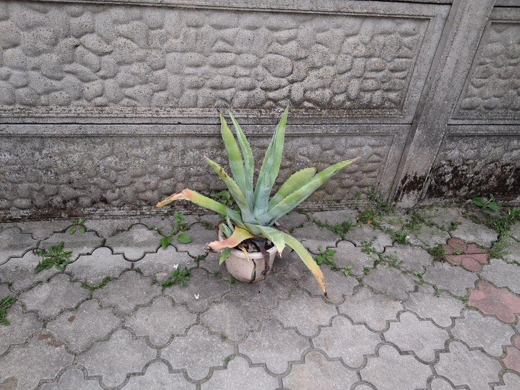 Sprzedam agawy rozne